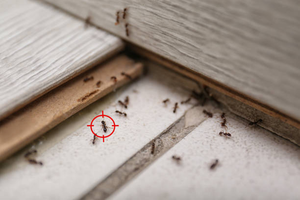 Best Affordable Pest Control Services  in Maeser, UT