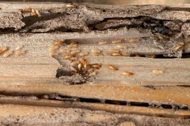 Best Pest Control Near Me  in Maeser, UT