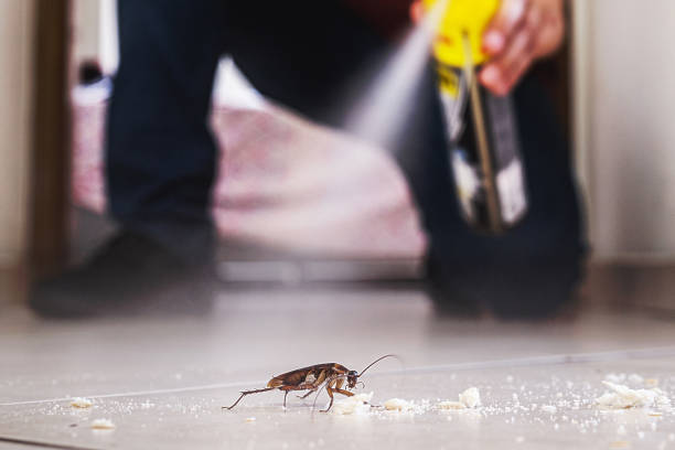 Best Emergency Pest Control  in Maeser, UT