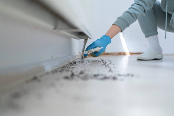 Best Rat Extermination Near Me  in Maeser, UT